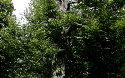 Daresbury Firs