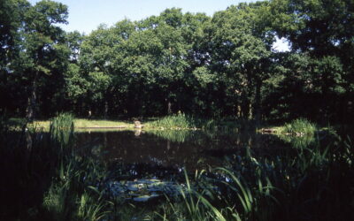Clincton Wood Local Wood Reserve