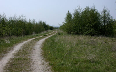 Hale Road Woodland