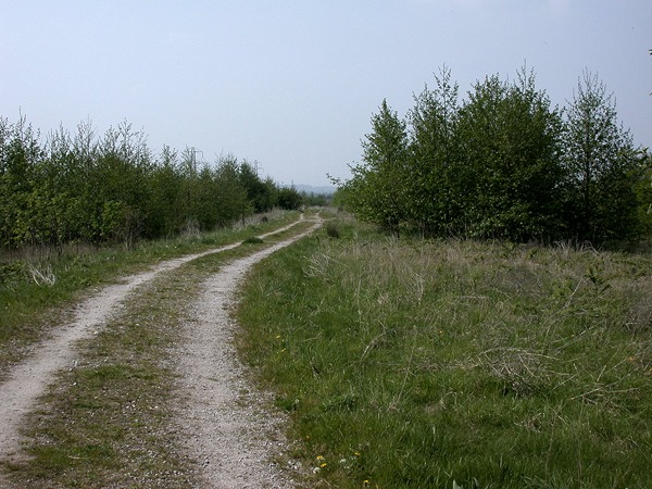 Hale Road Woodland