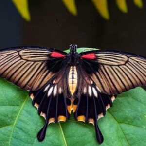 Pic of butterfly
