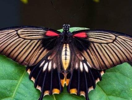Pic of butterfly