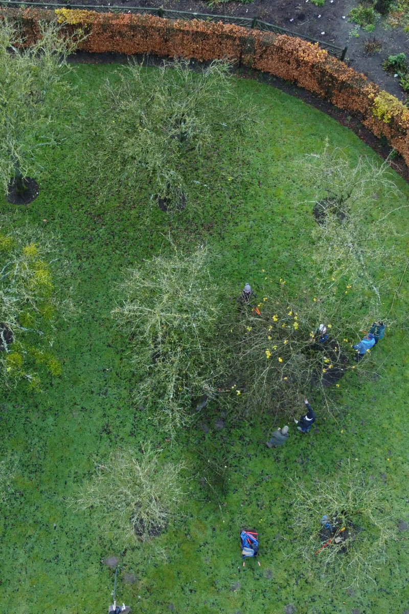 norton-priory-orchard-pruning