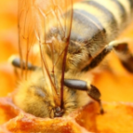 Catalyst-bee.png