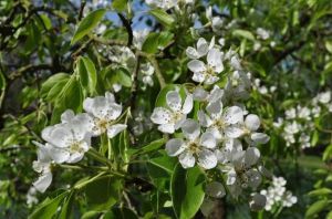 blossom-day.jpg