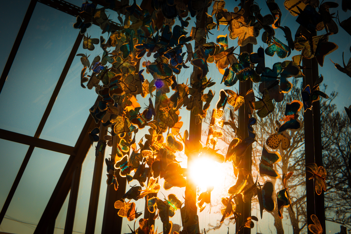 Butterflies-Victoria-Park